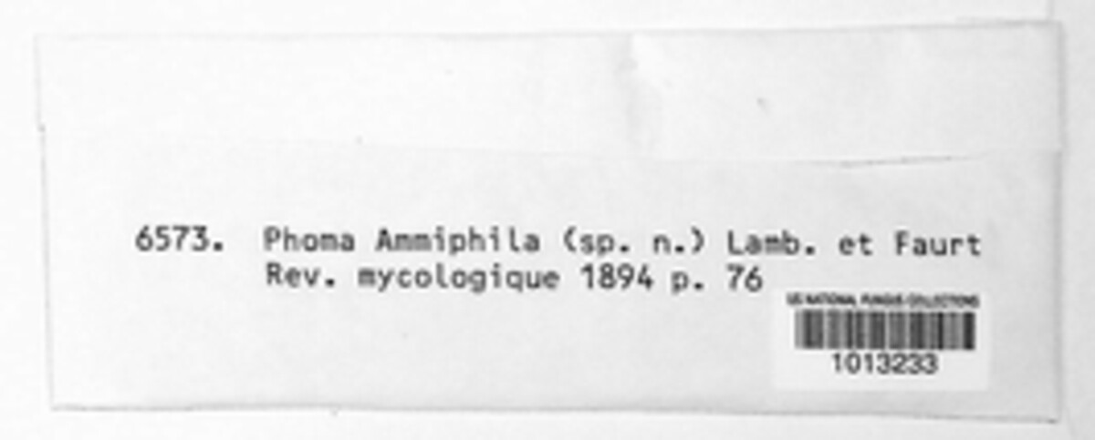 Phoma ammiphila image
